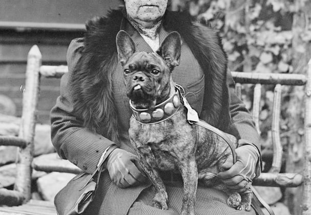 A historic photo of a French Bulldog.