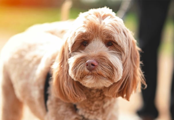 Golden labradoodle on lead outside