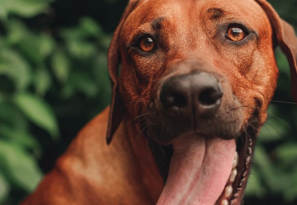 A ginger coloured ridgeback dog sticking his tongue out.