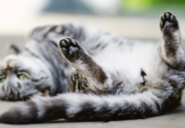 A tabby british shorthair relaxing on its back with its paws in the air.