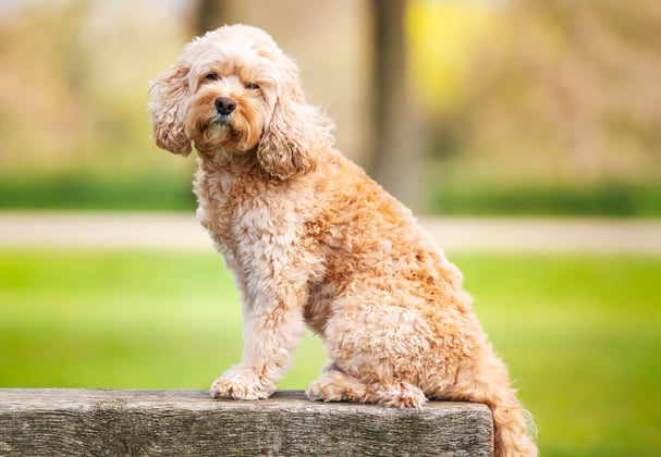 a dog sitting on a rock.