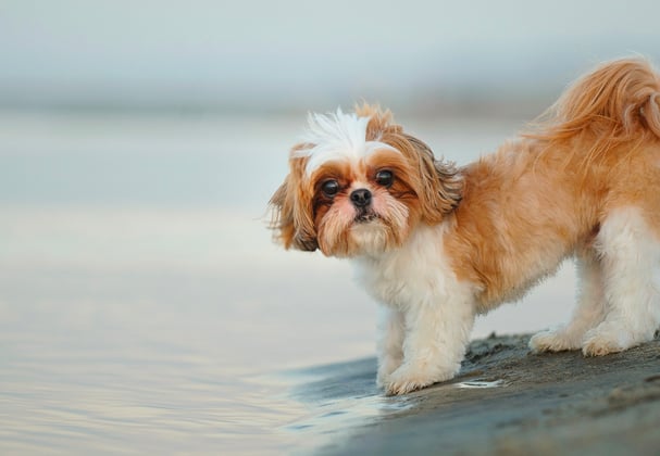 A shih tzu standing near the edge of a body of water