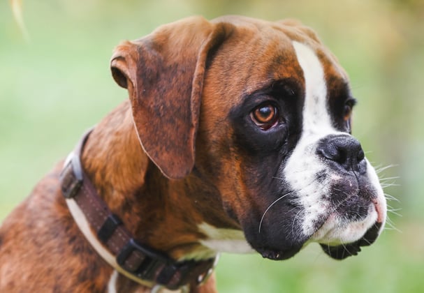 A young brown boxer dog.