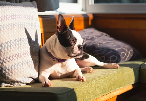 A boston terrier relaxing on a bench in a pub.