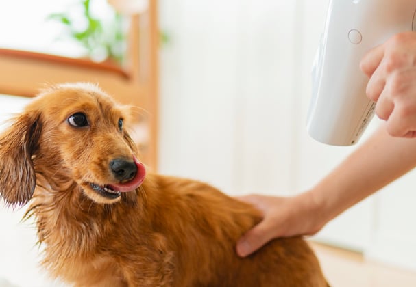 a dachshund getting dried with a hair dryer.