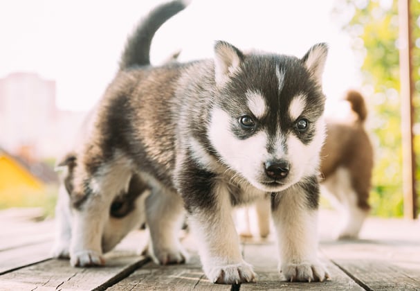 A siberian husky puppy on wooden decking.