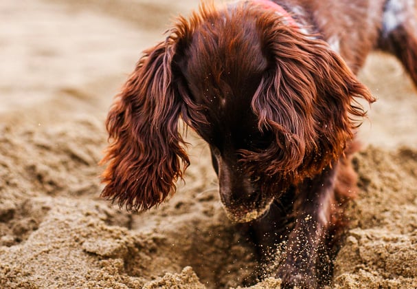 A sprocker spaniel digging in the sand