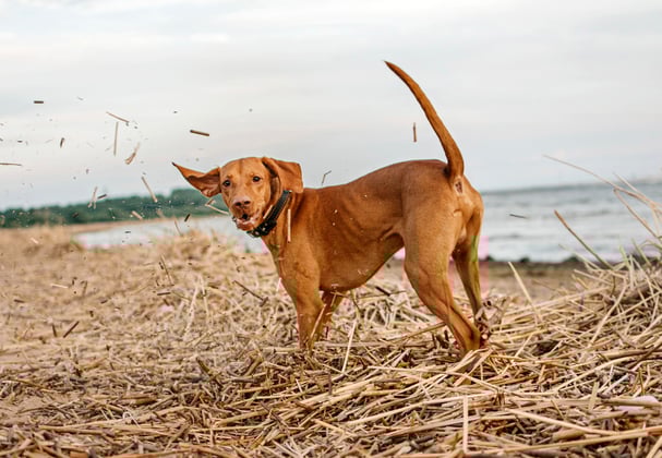 A hungarian vizsla playing in dry straw near a lake.
