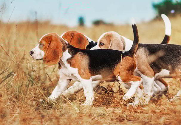 beagle lying on laminate floor being groomed with brush