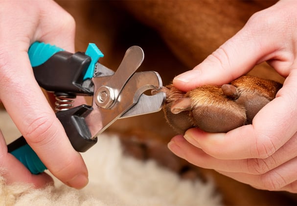 A hungarian vizsla having its claws trimmed.