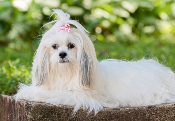 A lhasa apso with a pink bow sitting on a ledge.