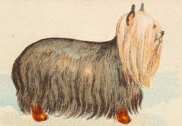 An old fashioned picture of a Yorkie.