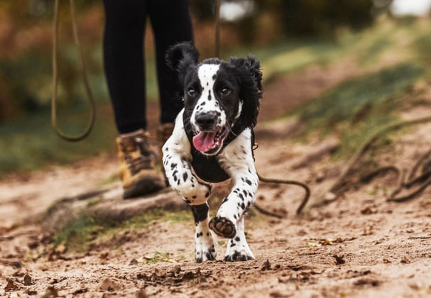 An english springer spaniel running in front of it's owner.