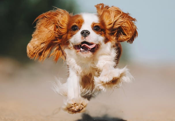 orange and white cavalier king charles spaniel running with ears flapping and tongue out