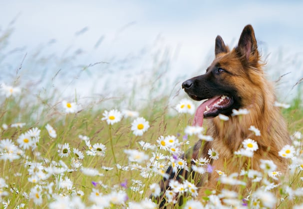 A german shepherd in a field of flowers