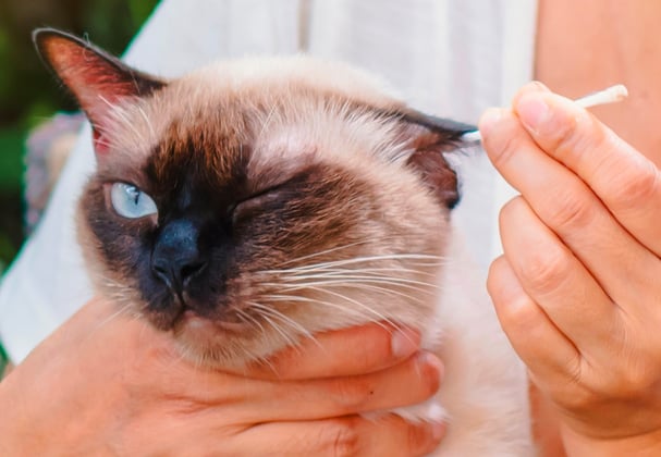 A Siamese cat getting his ears cleaned with a q-tip.