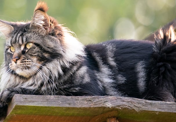 A Maine Coon cat sitting on a plank of wood.