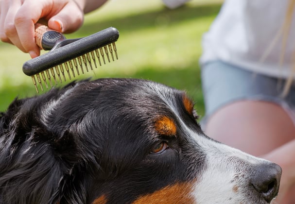 A BMD getting his head brushed.
