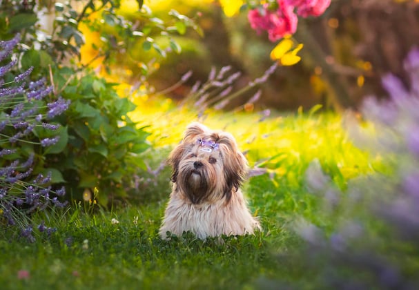 A lhasa apso sitting among a field of flowers.