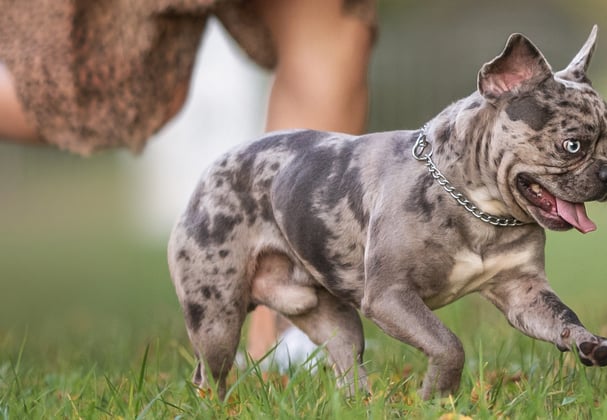 A french bulldog puppy running alongside its owner.
