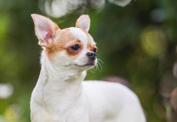 A Chihuahua looking wistfully off to the right.
