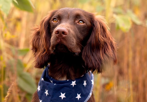 A Sprocker Spaniel in a bandana