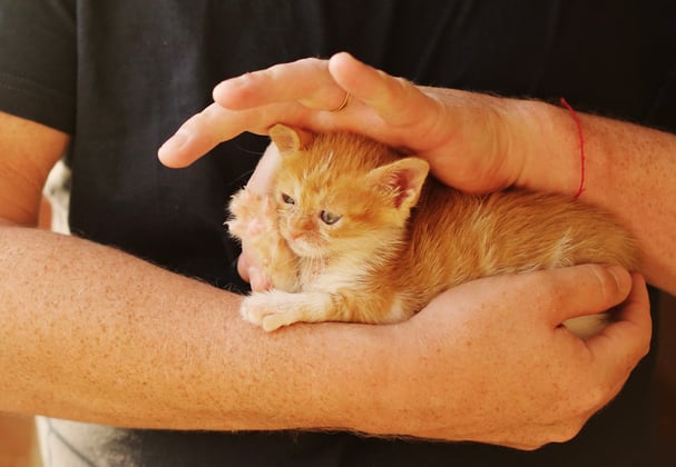 A ginger kitten being helped.
