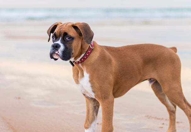 A boxer on the beach.