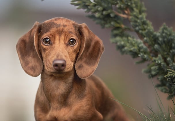 A miniature dachshund underneath a tree branch.