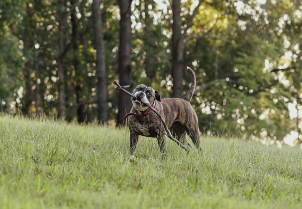 An american bulldog carrying a big stick.