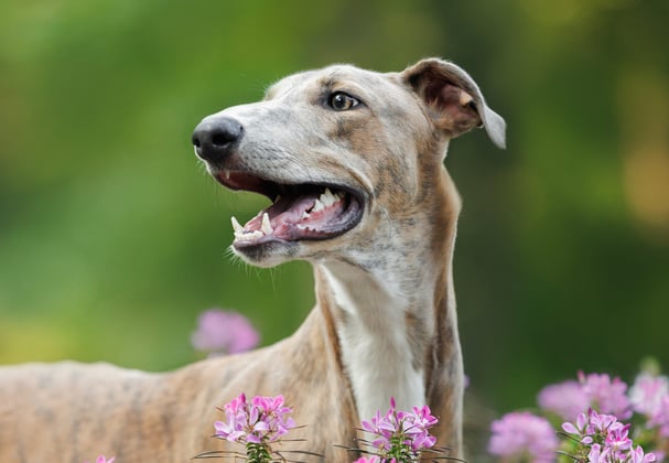 A close up of a greyhound standing amongst purple flowers.