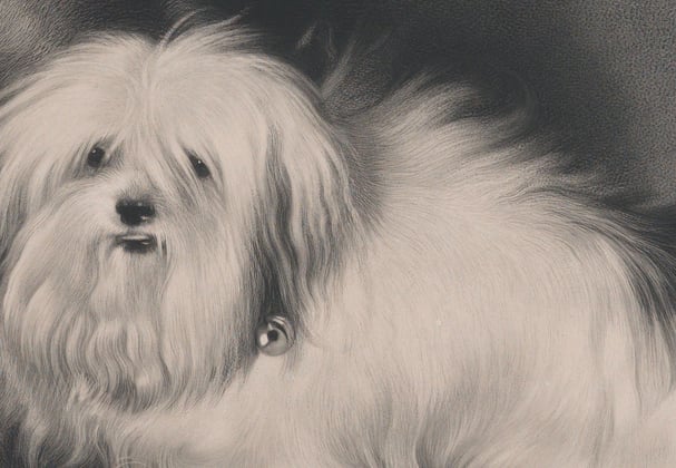 A very cute illustration of an old Maltipoo.