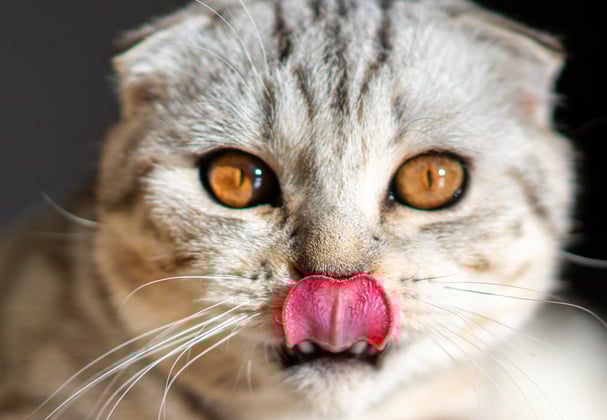 A scottish fold cat with her tongue out.
