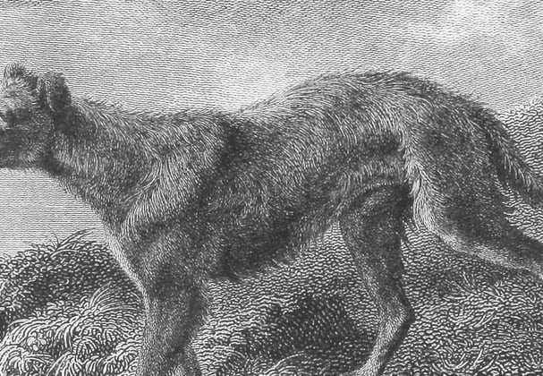 An old illustration of a Lurcher.