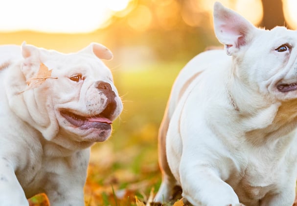Two english bulldogs running together at sunset.