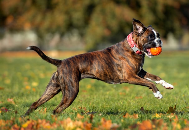 A boxer dog running across a field with a ball in its mouth.