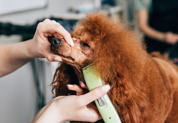 A ginger Poodle being groomed professionally.