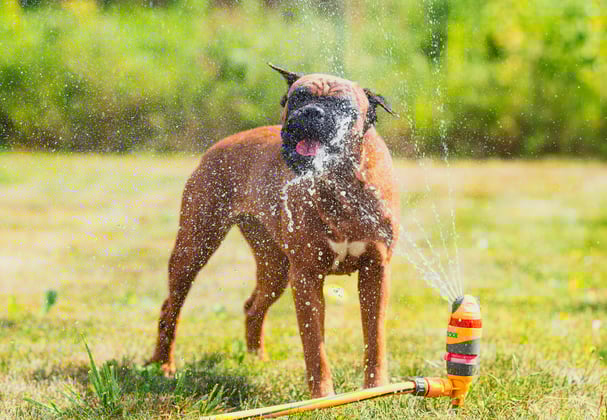 A boxer dog drinking from a garden sprinkler.