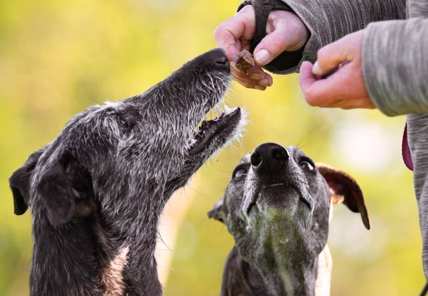 Two lurchers being fed treats.