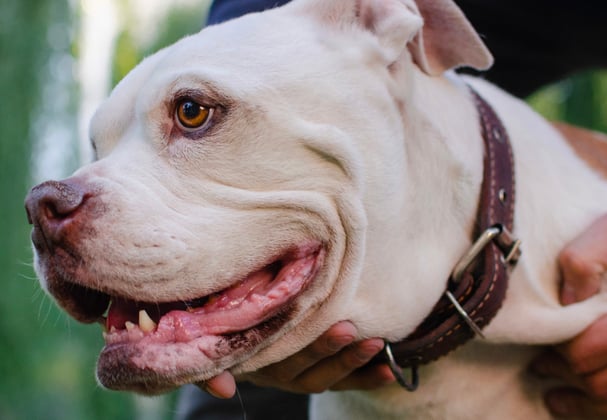 An american bulldog being held by its owner.