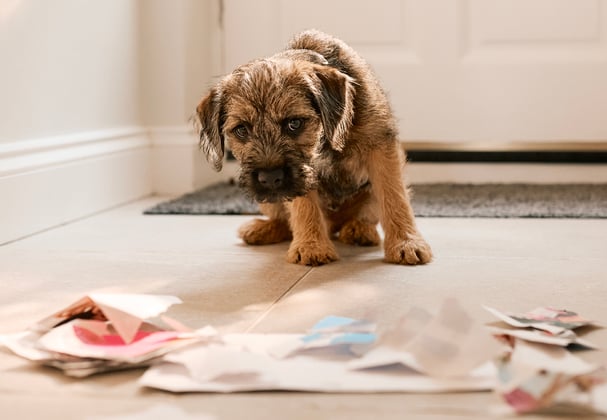 A border terrier looking at the mail that it ripped up.