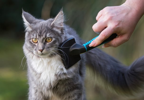 A Maine Coon being groomed.