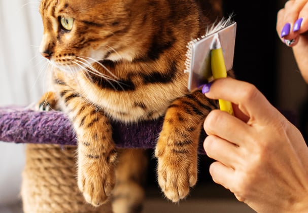 A bengal cat being groomed whilst laying on a cat tree.