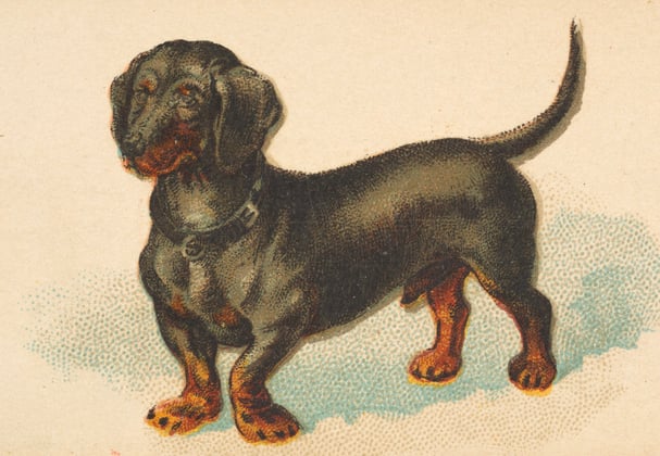 an old painting of a mini dachshund.