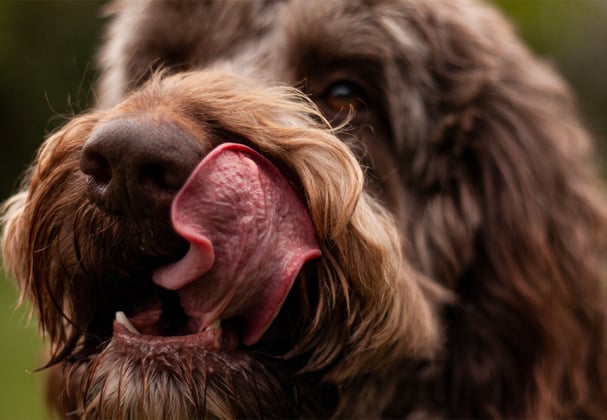 Brown Labradoodle licking it's nose