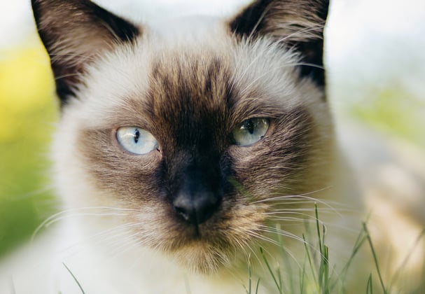 A Siamese close up.