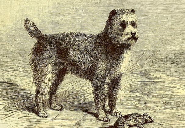 Historic drawing of a Miniature Schnauzer