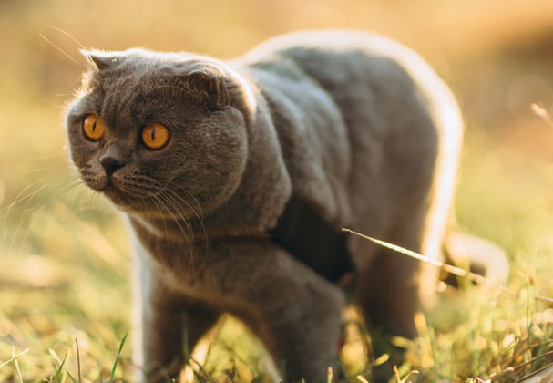 A scottish fold walking through grass.
