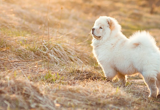 A cream Chow Chow standing in a field.