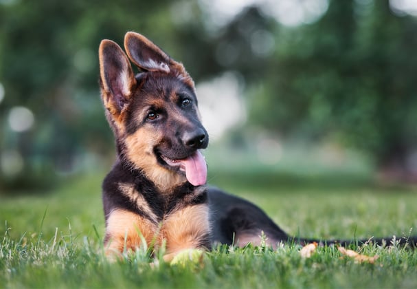 A young german shepherd laying in grass looking curious